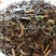 小野鸡尾乌韭乌蕨，雪仙草雉尾草中药专营