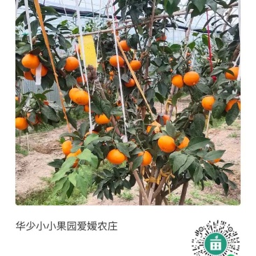 春见又名丑桔又名象山青