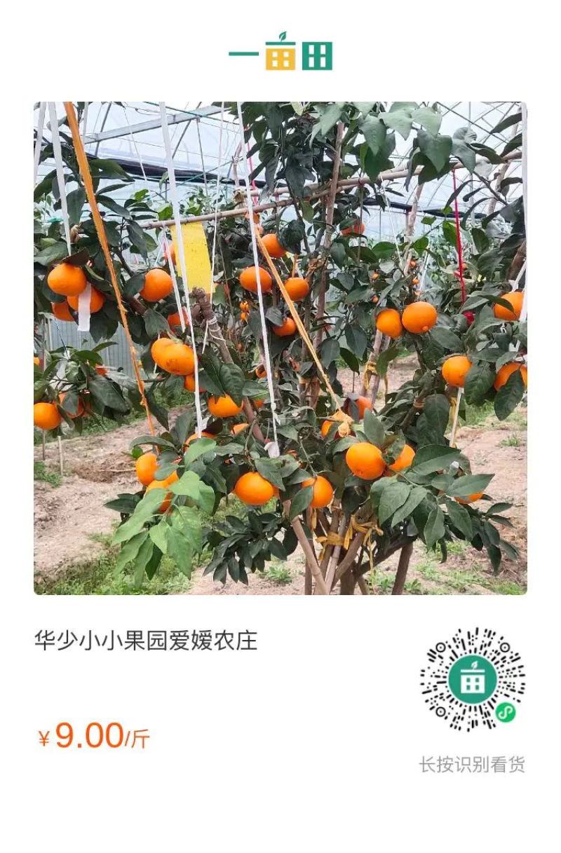 春见又名丑桔又名象山青