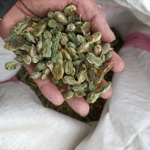 槐角，国槐籽，槐连豆，槐籽