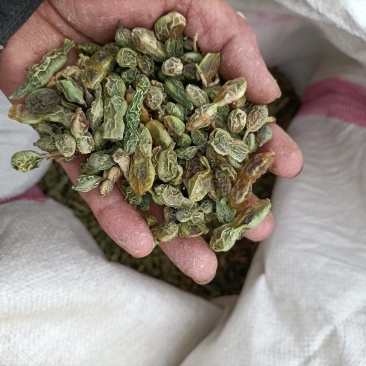 槐角，国槐籽，槐连豆，槐籽