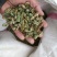 槐角，国槐籽，槐连豆，槐籽