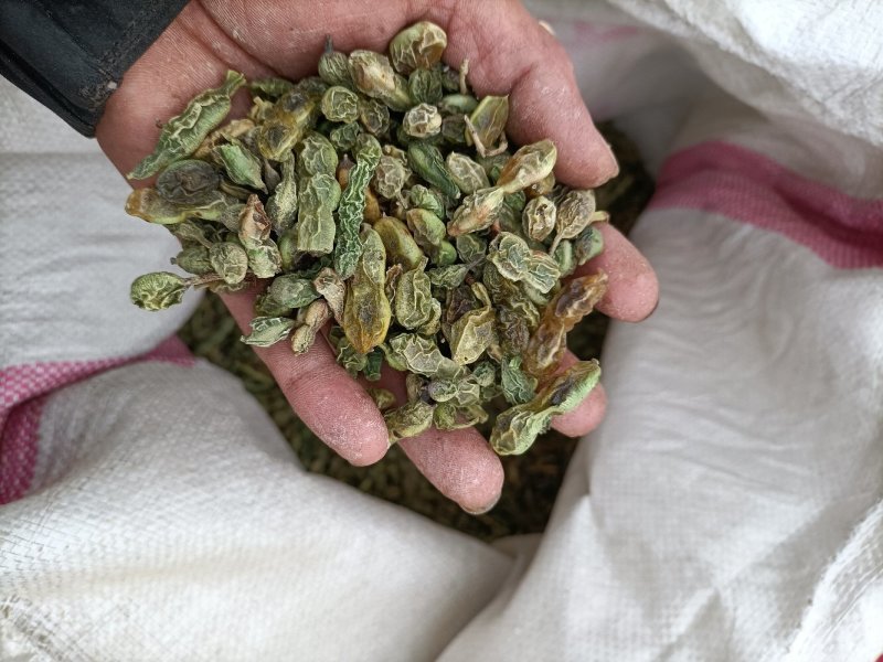槐角，国槐籽，槐连豆，槐籽
