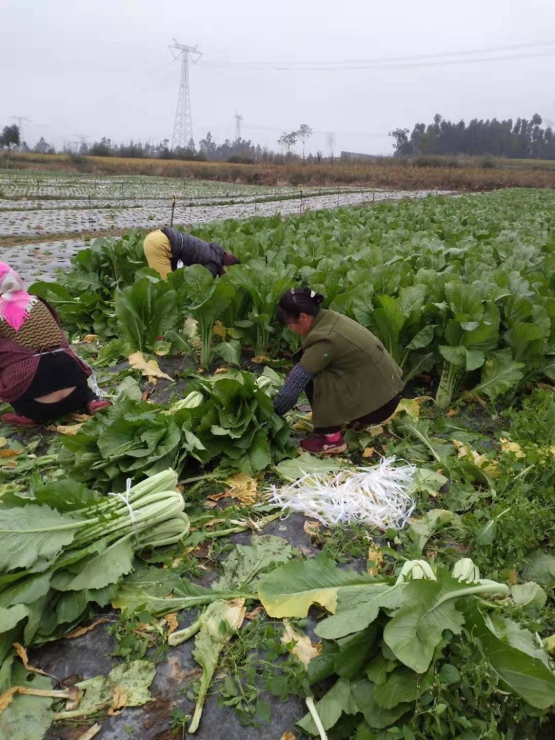 精品精品没有烂菜，没虫腌腌菜菜的老板可以联系我