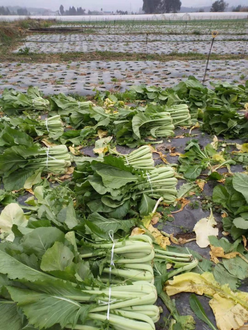 精品精品没有烂菜，没虫腌腌菜菜的老板可以联系我