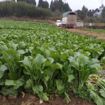 精品精品没有烂菜，没虫腌腌菜菜的老板可以联系我
