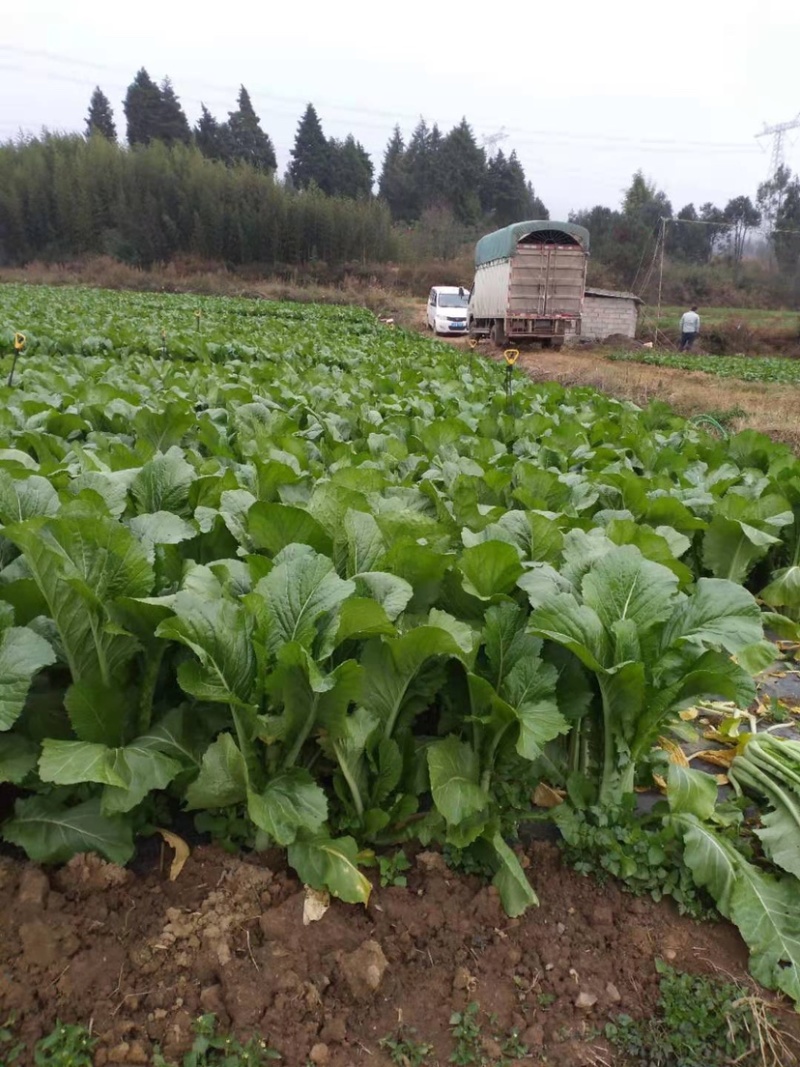 精品精品没有烂菜，没虫腌腌菜菜的老板可以联系我