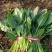 【新鲜直达】衡水大叶菠菜稳定供应产地直发电商/超市直供