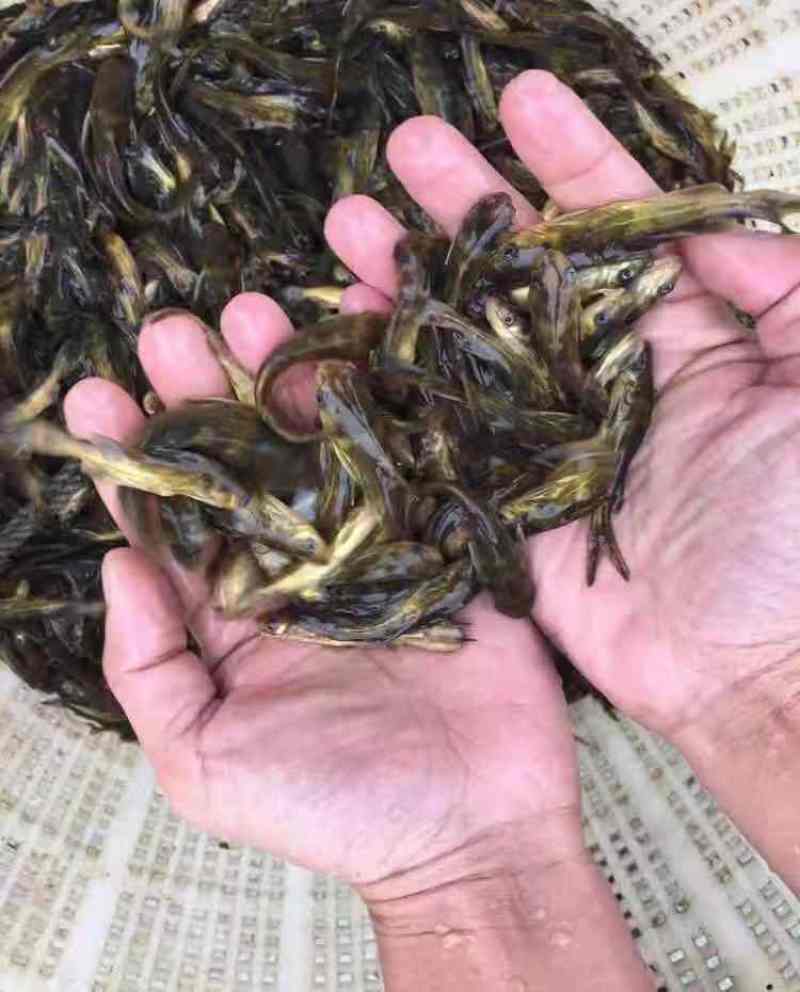 精品黄腊丁黄骨鱼苗，大小规格齐全，欢迎选购，技术指导，