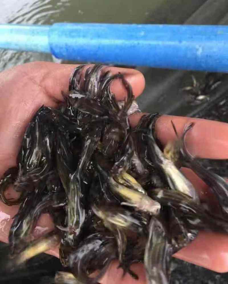 精品黄腊丁黄骨鱼苗，大小规格齐全，欢迎选购，技术指导，