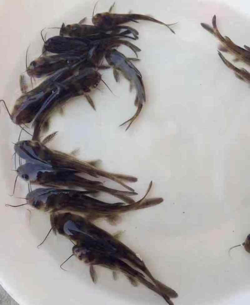精品黄腊丁黄骨鱼苗，大小规格齐全，欢迎选购，技术指导，