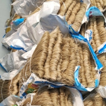 自家种植的红薯济25红薯粉条口感好