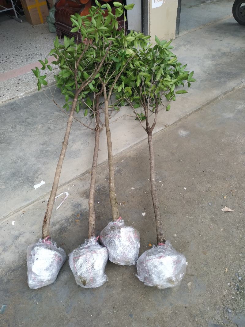 桂花苗桂花树，金桂花树苗，丹桂花苗，四季桂包邮，价格各异