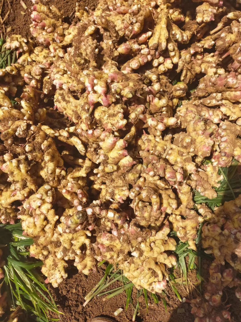 现挖贵州小黄姜质量baozw