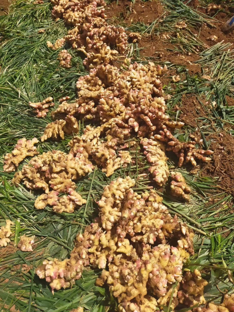 现挖贵州小黄姜质量baozw