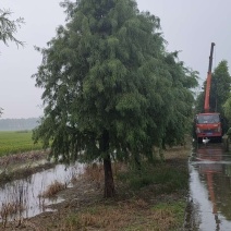 精品中山杉千亩中山杉基地任你选，树形一至，装车速度快