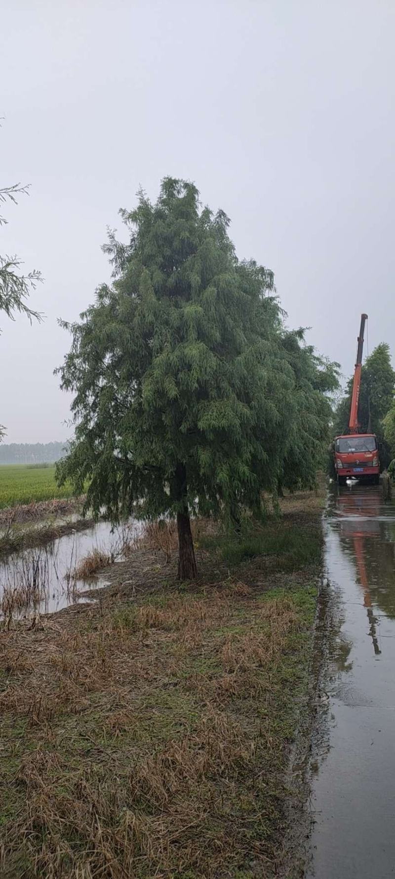 精品中山杉千亩中山杉基地任你选，树形一至，装车速度快