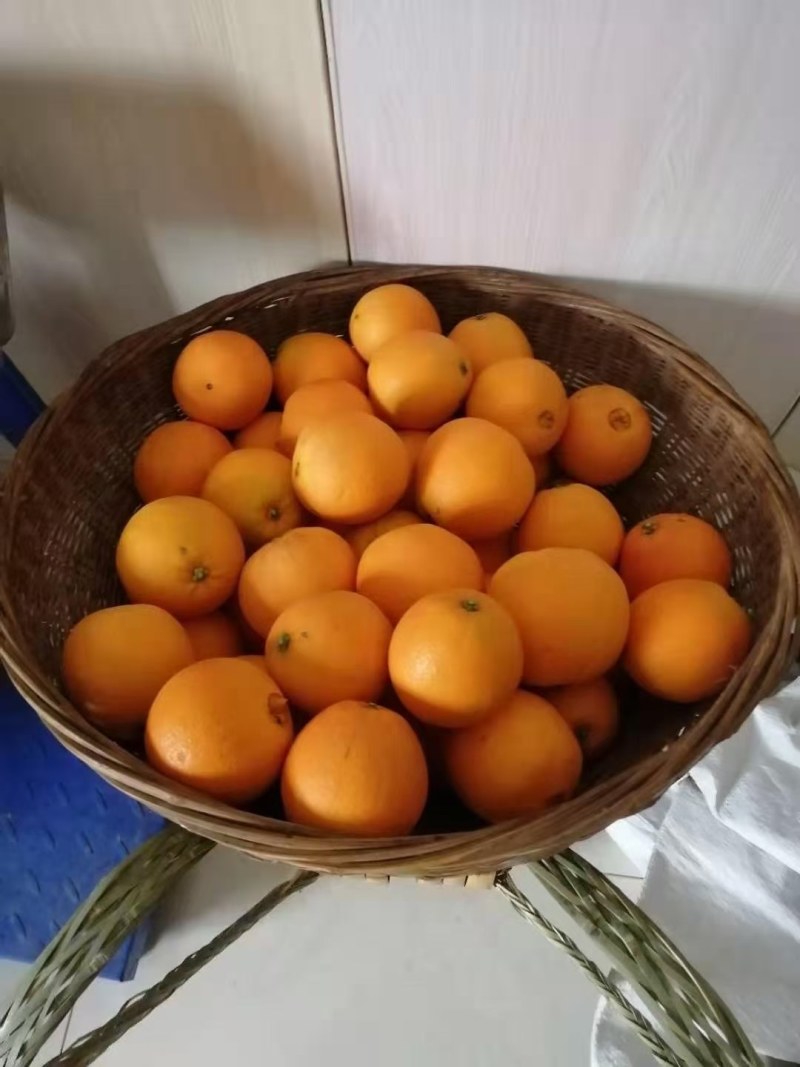 纽荷尔中华红九月红长虹脐橙品种齐全看园定货，全国代收代发