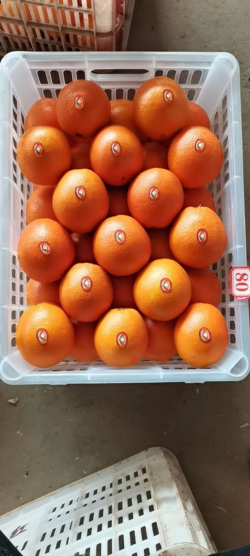 纽荷尔中华红九月红长虹脐橙品种齐全看园定货，全国代收代发