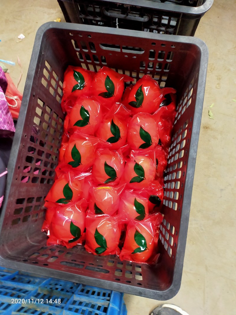 纽荷尔中华红九月红长虹脐橙品种齐全看园定货，全国代收代发