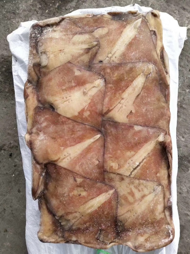 白菜价格鱿鱼耳500/1000规格学校食堂快餐专用