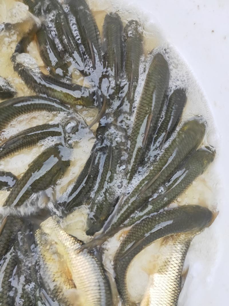 草鱼苗，杂交草鱼苗，规格齐全，苗场直销，欢迎订购