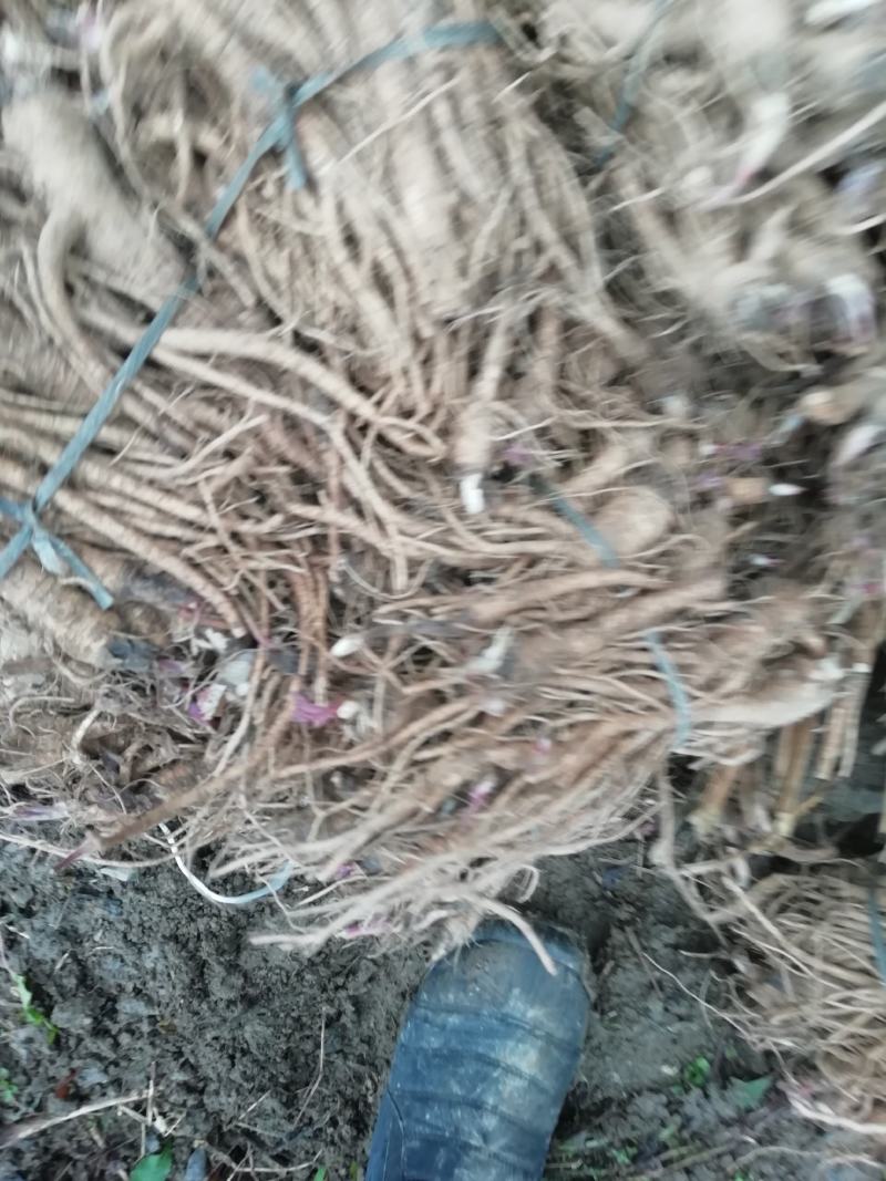 独活苗，重庆城口县，正宗肉独活苗，含量高，全国包邮，苗好