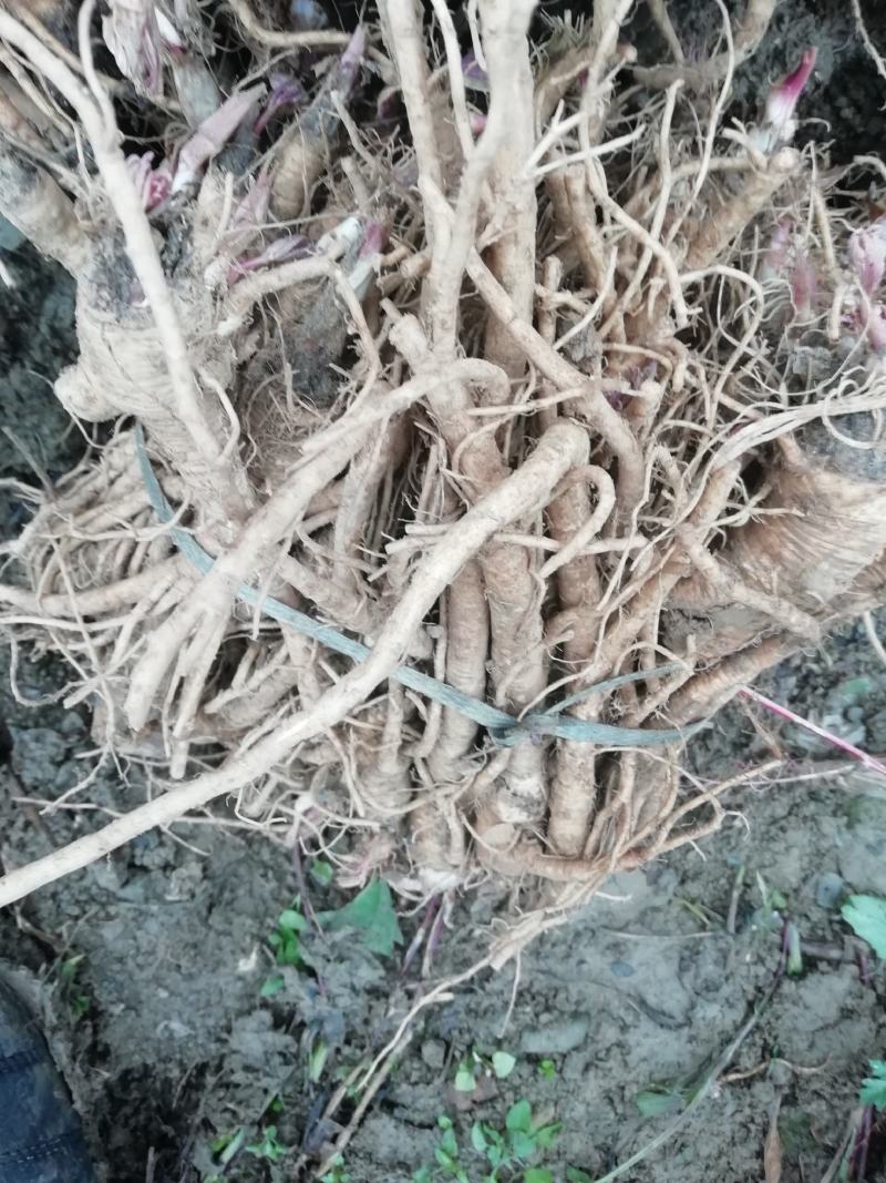 独活苗，重庆城口县，正宗肉独活苗，含量高，全国包邮，苗好