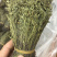 独脚金疳积草2021新货供药厂大货价钱商议五寸甘五寸疳