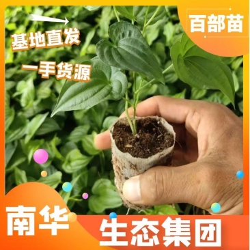【热卖中】红花百部苗，高产快速，包技术包回收