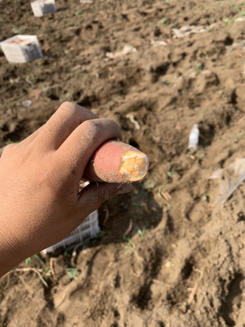 【现挖现发】河北廊坊烟薯25种植基地直供欢迎来电咨询