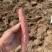 【现挖现发】河北廊坊烟薯25种植基地直供欢迎来电咨询