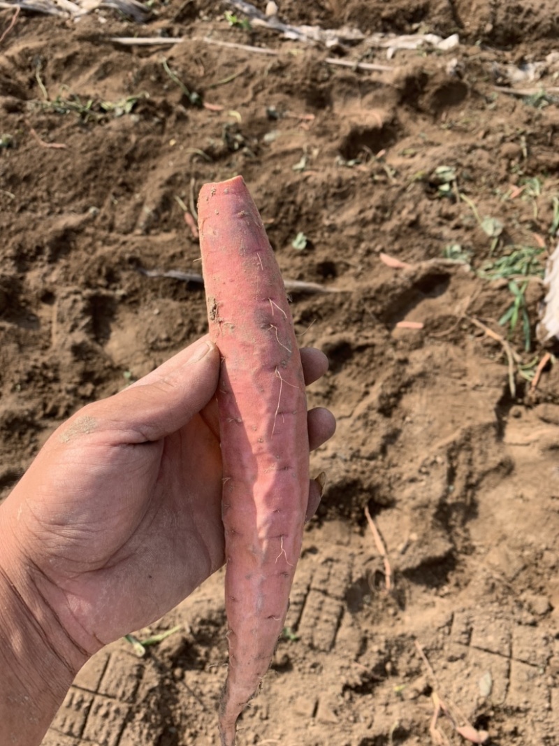 【现挖现发】河北廊坊烟薯25种植基地直供欢迎来电咨询
