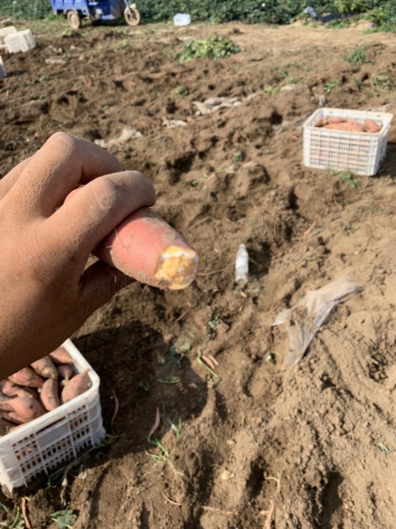 【现挖现发】河北廊坊烟薯25种植基地直供欢迎来电咨询
