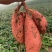 【现挖现发】河北廊坊烟薯25种植基地直供欢迎来电咨询