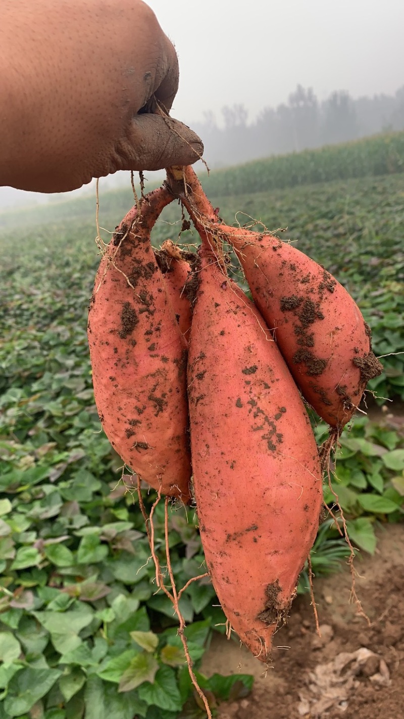 【现挖现发】河北廊坊烟薯25种植基地直供欢迎来电咨询