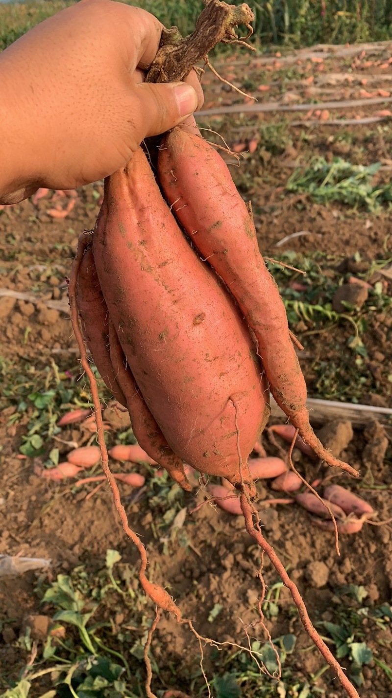 【现挖现发】河北廊坊烟薯25种植基地直供欢迎来电咨询