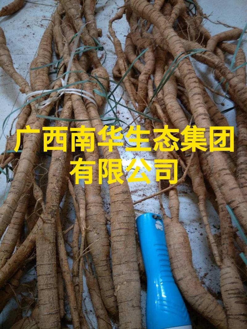 【精品】牛大力种子发芽快抗病害高丰产包回收