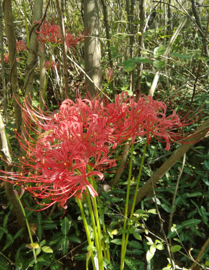 新鲜野生彼岸花批发零售