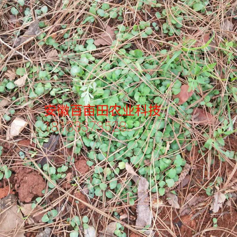 丹参苗，改良丹参（死苗包赔)品种纯正大红袍品种（包回收）