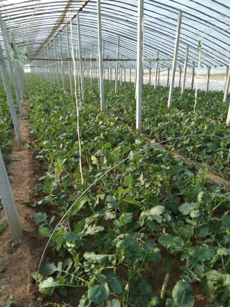 处理大量供应潍县萝卜冷库萝卜价格便宜需要的老板速度