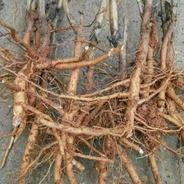 牡丹苗，品种纯正，花牡丹油牡丹。绿化花卉。