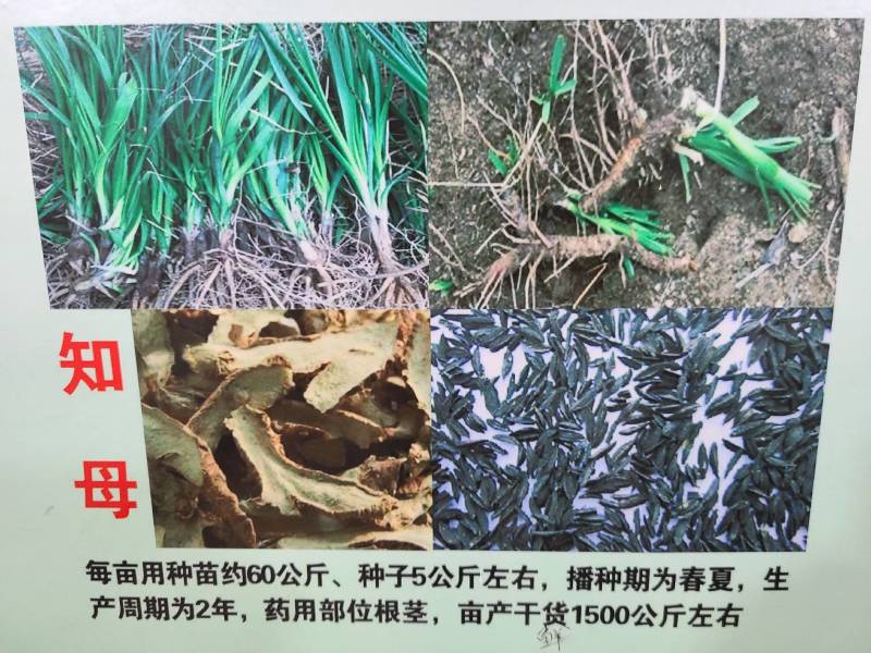 改良知母苗，优质改良，毛知母，改良知母品种。