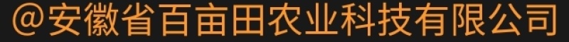 改良知母苗，优质改良，毛知母，改良知母品种。