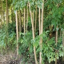 绿宝树绿宝树桩紧急处理量大优惠统货5000棵以上