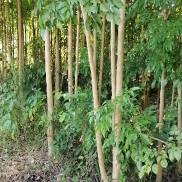 绿宝树绿宝树桩紧急处理量大优惠统货5000棵以上