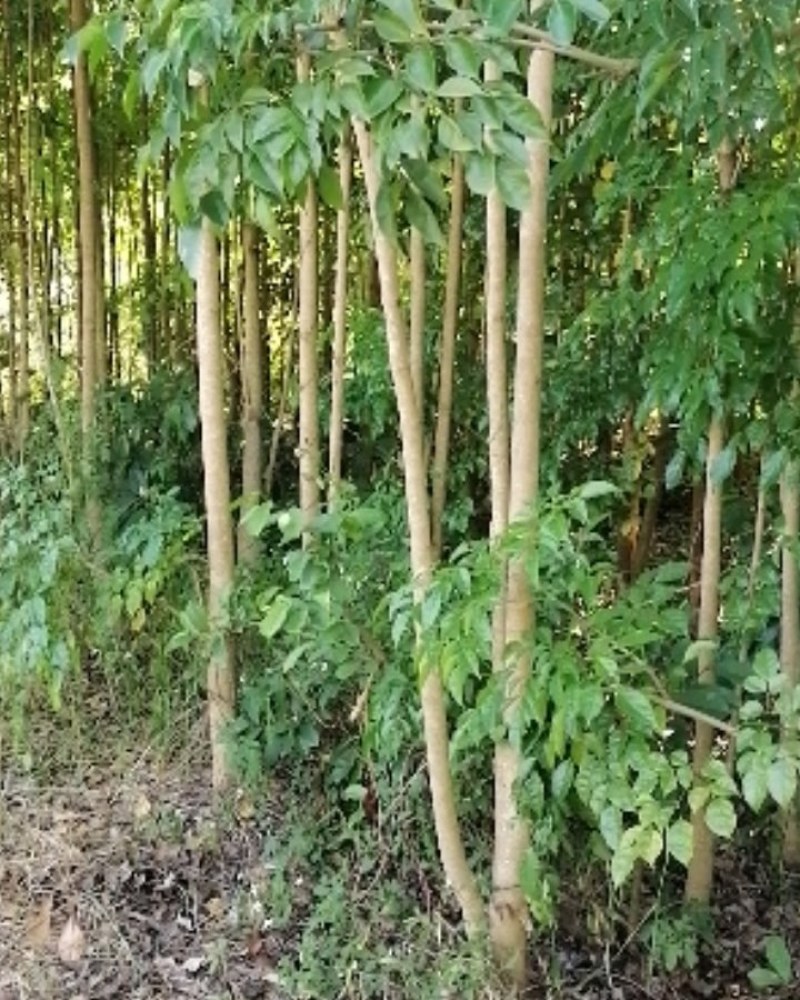 绿宝树绿宝树桩紧急处理量大优惠统货5000棵以上