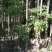 绿宝树绿宝树桩紧急处理量大优惠统货5000棵以上