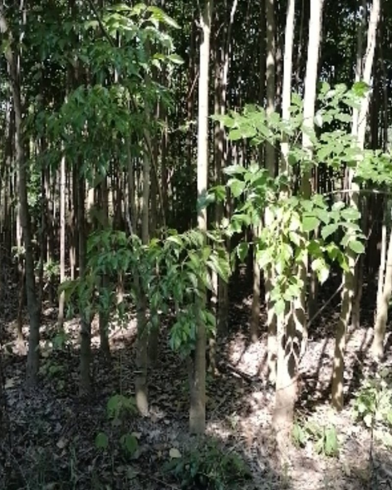 绿宝树绿宝树桩紧急处理量大优惠统货5000棵以上