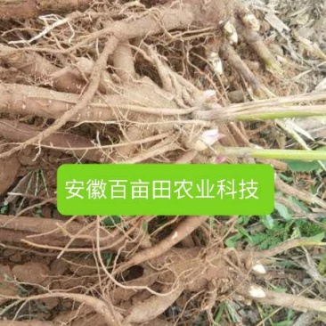 白芍芽，原棵大苗当年开花。花卉绿化都是不错选择